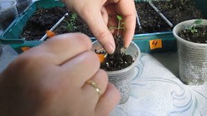 Пикировка виолы после всходов - когда и как пикировать рассаду цветка анютины глазки