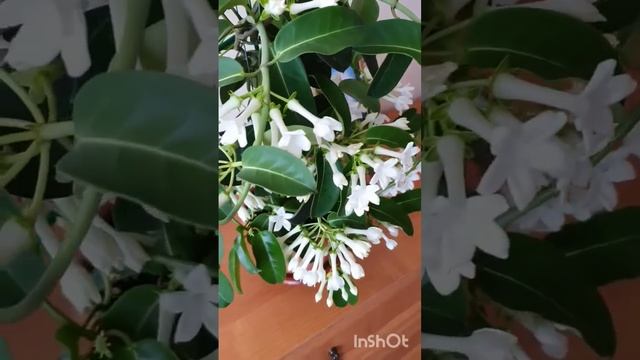 Стефанотис "комнатный жасмин"— цветущая ароматная лиана смотреть онлайн