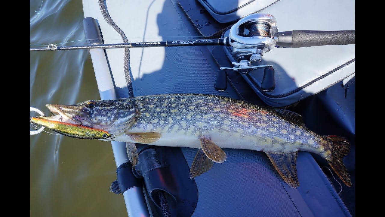 Очень злые весенние щуки