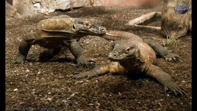 10 самых опасных хищников на земле. #смешныеживотные