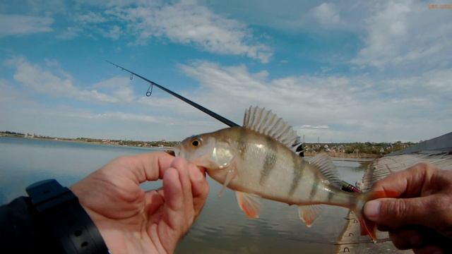 микро-джиг/Daiwa 18 Gekkabijin MX 78MLS-S смотреть онлайн