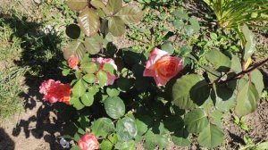 роза Rene Goscinny  ренЕ ГоссИни