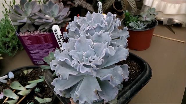 Cryspate Beauty e atualização de plantinhas. смотреть онлайн