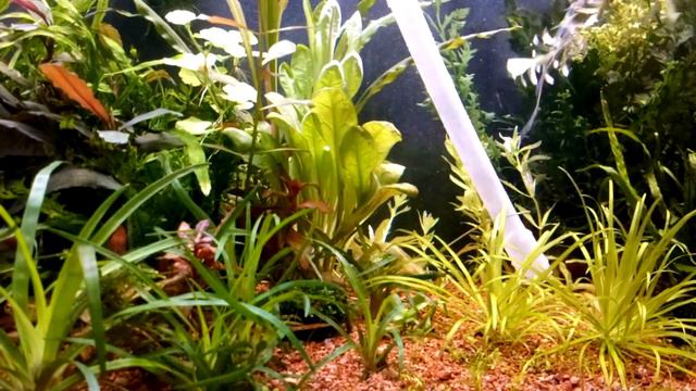 Пересадка растений . 100 литровый . смотреть онлайн