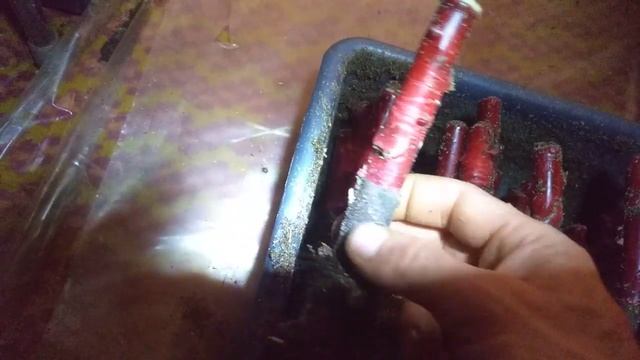 предварительные итоги зимней прививки грецкого ореха смотреть онлайн