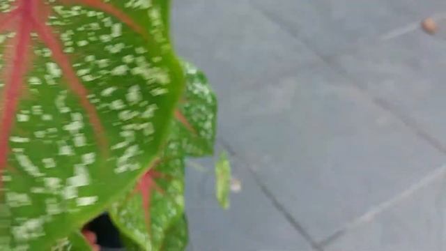 Calocasia | Syngonium | Caladium | Alocasia, UPDATES!! outdoor garden смотреть онлайн