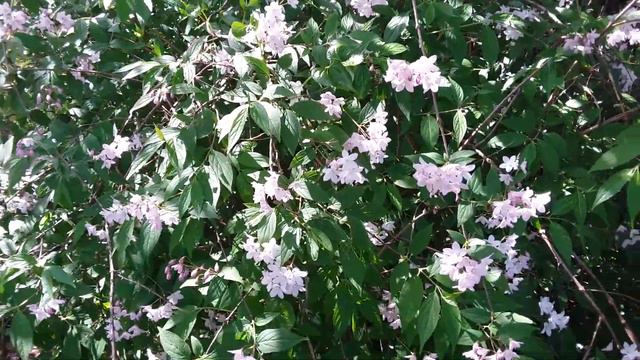 Beautybush Flowers. смотреть онлайн