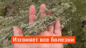 Любая хворь уйдёт из вашего дома навсегда! Как изгнать дух болезни