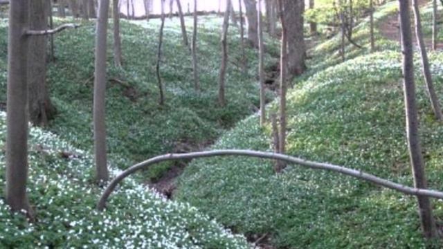 Erland Hagegård - "Under rönn och syrén": "Blommande sköna dalar" ... (Topelius/Jacobsson) смотреть онлайн