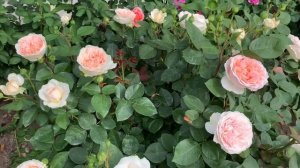 Роза Marchenzauber