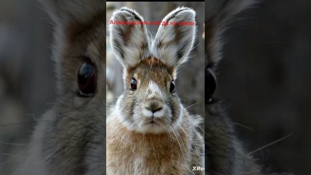 #имена#кролики смотреть онлайн