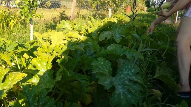 Небольшой огород. Деревенская жизнь и сбор урожая смотреть онлайн