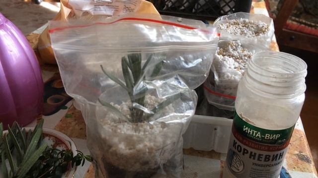 Укоренение черенков (лаванды, мирта, цитрусовых). Любимый способ. Marianablog.ru.Цитрусы и ЗОЖ смотреть онлайн