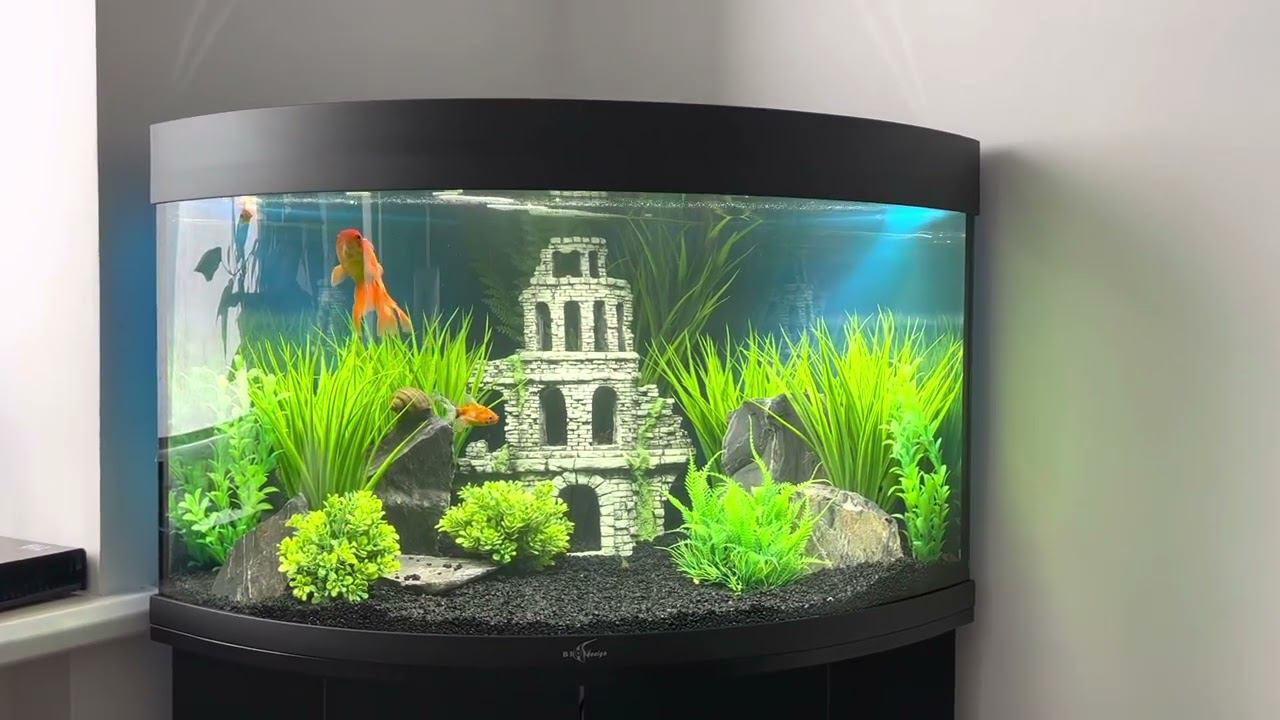 Аквариум в кабинете руководителя смотреть онлайн