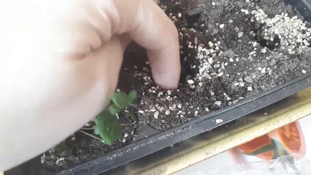 Покупка Меристемных растений IN - VITRO Пересадка клубника купчиха улучшенная!