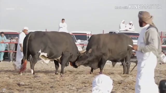 Самый большой Корова в мире смотреть онлайн