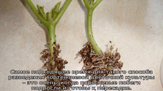 Как размножить гортензию садовую смотреть онлайн