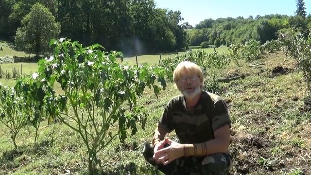 LE DATURA STRAMOINE, ange et démon смотреть онлайн