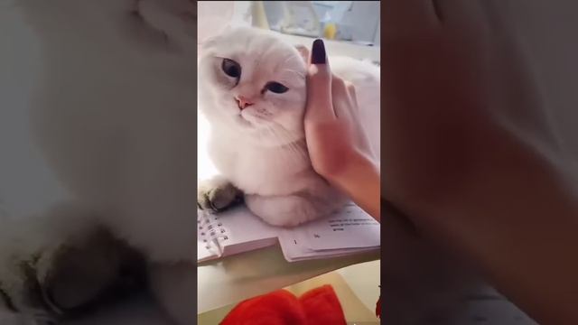 Все котята в новых семьях)Лёлик остался у нас ☺️