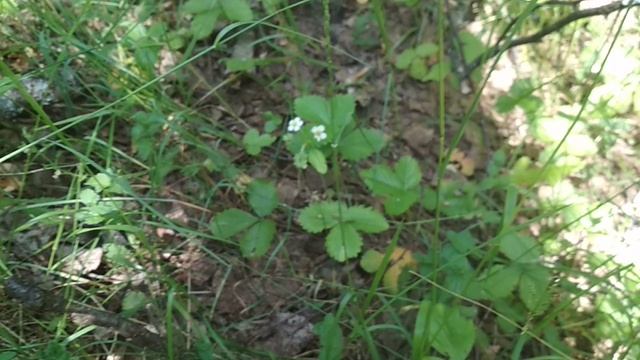 VID_20230622_120723.mp4 смотреть онлайн