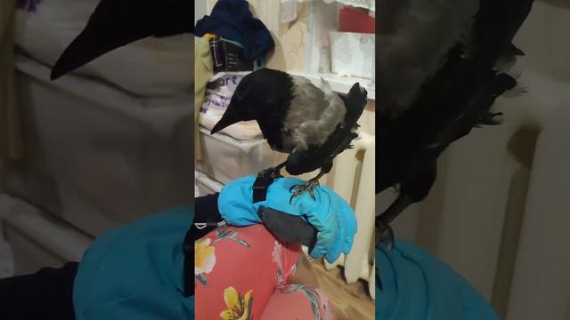 Хулиганка Линда. Взрослая ворона со сломанным крылом. Спасение вороны.