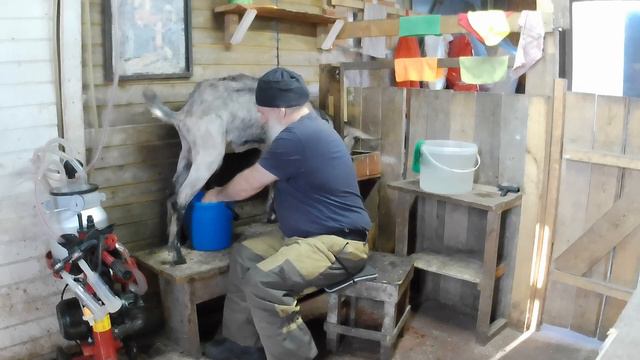 02.09.2023Козы. дойка смотреть онлайн