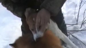 Охота с Русской гончей на лису и зайца.