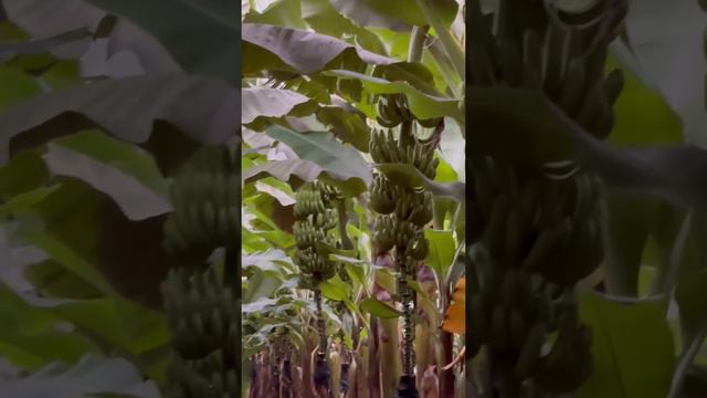 The Perfect Banana Greenhouse in Mersin смотреть онлайн