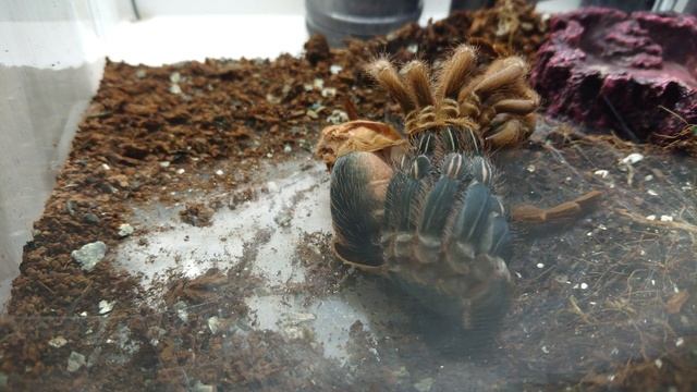 Aphonopelma seemanni (линька паука птицееда) смотреть онлайн