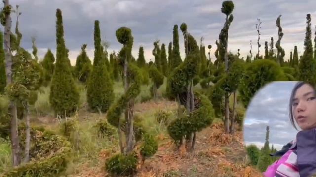 Топиары / топиарная стрижка / Ниваки питомник растений / топиарное искусство обрезка растений смотреть онлайн