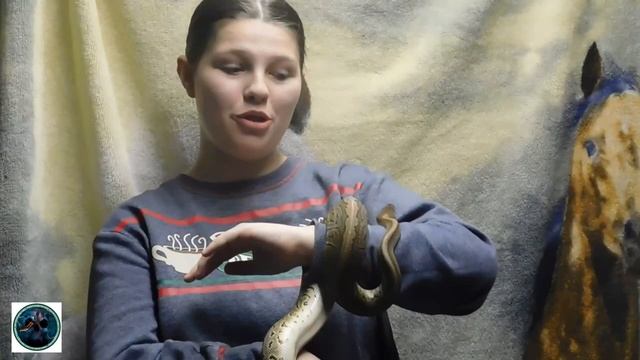 MORPH OF THE WEEK BALL PYTHON смотреть онлайн