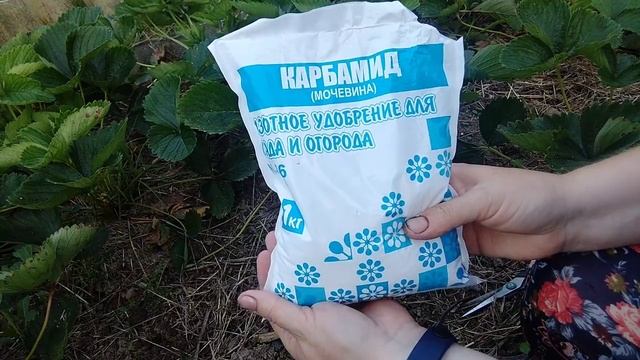 Собрали клубнику, отблагодарите кустики. смотреть онлайн