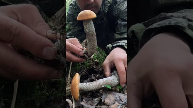 ЖЕЛТО-БУРЫЕ ПОДОСИНОВИКИ В СМЕШАННОМ ЛЕСУ смотреть онлайн