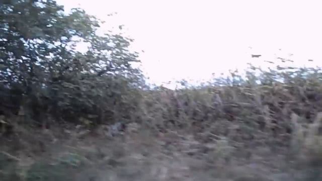 GRANDENIKO ПЬЯНЫЙ ЗА РУЛЁМ. САМВЕЛ АДАМЯН МОЛЧИТ