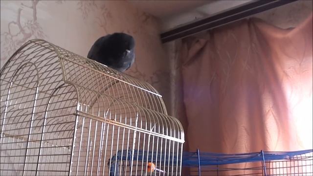 Боевой голубь Баря. смотреть онлайн