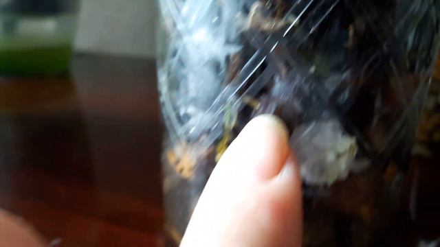 Посадка деток белой орхидеи.🌱🌱🌱 Результат спустя 3 месяца смотреть онлайн