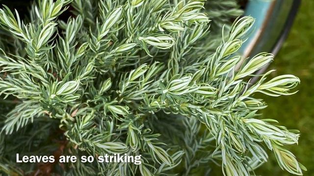 Sawara False Cypress "Devon Cream", Spring 2023 Update смотреть онлайн