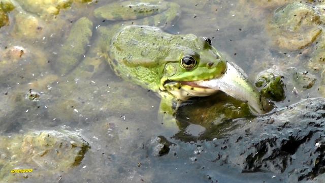 Лягушка поедает рыбу. (Frog eats fish) смотреть онлайн