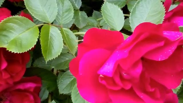 КРАСНЫЕ РОЗЫ - RED Garden ROSES смотреть онлайн