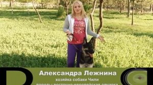 Восточно-европейская овчарка - ВЕО - о породе