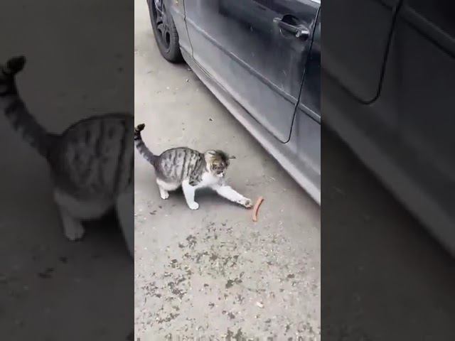 кот и сосиска смотреть онлайн
