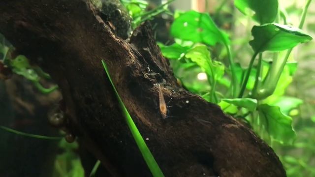 7 Tips for Growing Freshwater Plants in an Aquarium смотреть онлайн