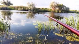 Раскрою секрет 100% прикормки для ловли Линя. Эта прикормка соберет и всю мирную рыбу. Ловим линя.