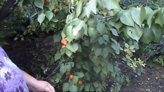 10. В. Железов. Урожай 2016. Абрикосы на рынках Саяногорска и сад Жестовских смотреть онлайн
