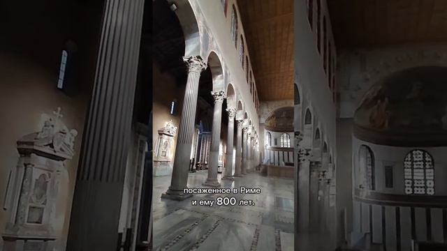 Апельсиновое дерево, которому 800 лет. #италия #инсайдер #рим #путешествия #апельновыйсад смотреть онлайн