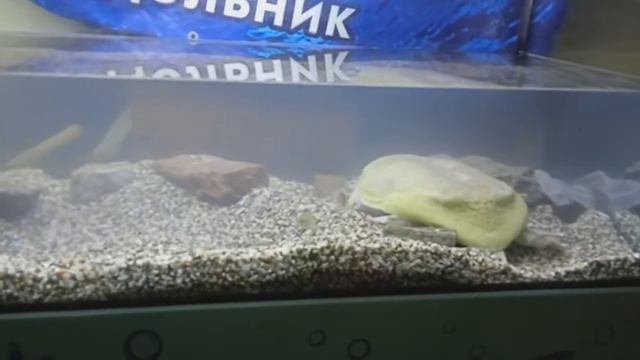Омский акванариум "Наутилус" ( ͡° ͜ʖ ͡°) смотреть онлайн