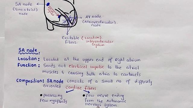 Mechanism Of Heart Excitation And Contraction | Sinoatrial Node | AV Node | Class 11 Biology смотреть онлайн