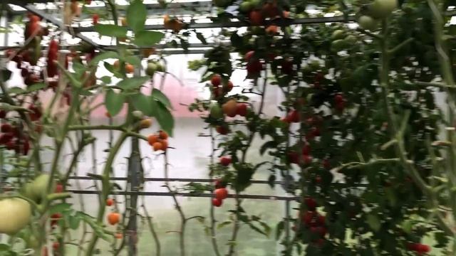 В гостях В ОГОРОДЕ ПРО Теплицы смотреть онлайн