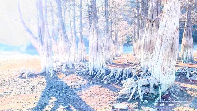 Кипарисовое Озеро в Сукко зимой | Cypress Lake in Sukko in winter смотреть онлайн