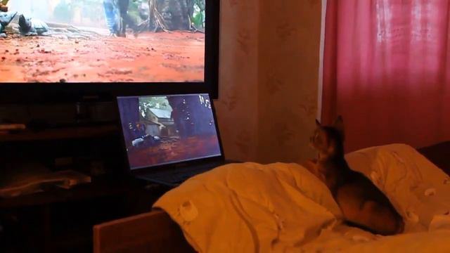 Абиссинский Котёнок в кино смотреть онлайн